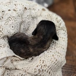 Mikey - Black and white male Shichon puppy in Bradford, Ohio from Ted E. Bear Patch