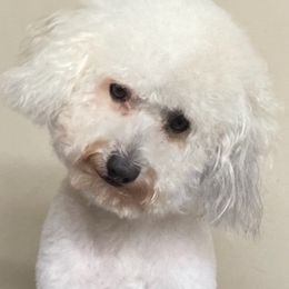 Bernedoodle All Grown Up from Bella‘s Mini Bernadoodles