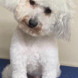 Bernedoodle All Grown Up from Bella‘s Mini Bernadoodles