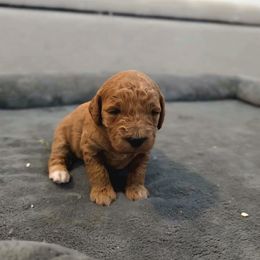 Minnie - Red  female Goldendoodle puppy in Sugarcreek, Ohio from True Hearted Doodles