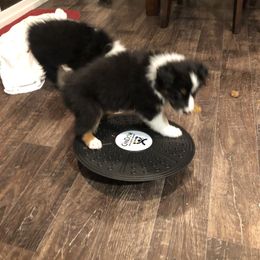 Australian Shepherd Puppies from Point Break