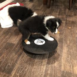 Australian Shepherd Puppies from Point Break