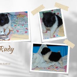 Pomeranian Puppies from Bat Cave Poms