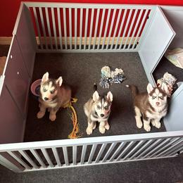 Pomeranian and Siberian Husky Puppies from Oasis Kennels