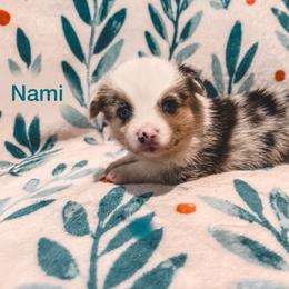 Nami - Blue merle and white female American Corgi puppy in Fitzhugh, Oklahoma from Elmiphyr Corgis