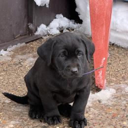 Black- purple collar - Black female Dilute Retriever puppy in Teton County, Montana from East Front Labradors & Treasure State Schnauzers