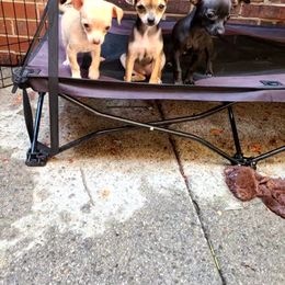 Chihuahua Puppies from Fenomenal ChiChis