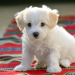 Maltese from Puppy Promise