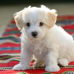 Maltese from Puppy Promise