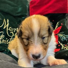 Vixen - Sable and white female Collie puppy in Carencro, Louisiana from Cajun Bayou's Collies LLC