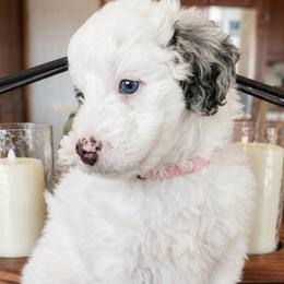 Pink Collar Siobhan - Merle female Bernedoodle puppy in Camden, North Carolina from Fleury Farm Doodles NC