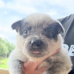 Dobro - Blue male Australian Cattle Dog puppy in Devalls Bluff, Arkansas from Coolhand's Australian Cattle Dogs