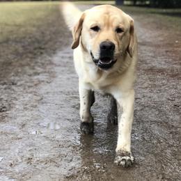 Labrador Retriever Puppies from Ganderwood