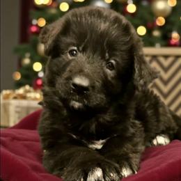 Miss Light Green - Black female German Shepherd puppy in Newaygo, Michigan from Sterley Shepherds