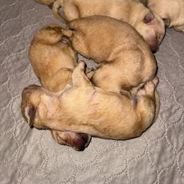 Girl 3 - female Golden Retriever puppy in Albany, Georgia from Sassafras Goldens