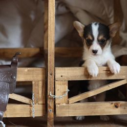 Boy 3 - Pembroke Welsh Corgi puppy in Karnack, Texas from Sureshot Corgis