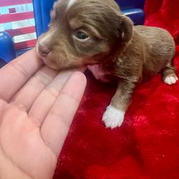 Leo - Red tri male Toy Australian Shepherd puppy in Miami, Oklahoma from HighEnd Aussies