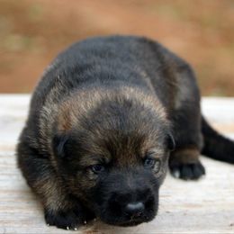 Sable Male-2 - Sable male German Shepherd puppy in Cumming, Georgia from Cainedelup