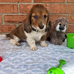 Abu - Piebald male Dachshund puppy in Henry, Virginia from Dumbledore's AKC Mini Dachshunds