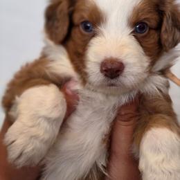 Queso - Apricot female Aussiedoodle puppy in Lithia, Florida from Waterford Doodle Farm