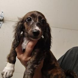 Talia - Brindle female Dachshund puppy in Hudson, Michigan from Mittentail Kennel Miniature Dachshunds & Australian Shepherds
