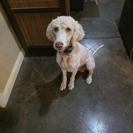 Rebel - Caramel cream male Labradoodle puppy in Weatherford, Texas from Oodles of poodles and doodles