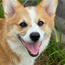Willow - Pembroke Welsh Corgi