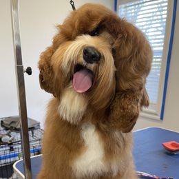 Penny - Australian Labradoodle