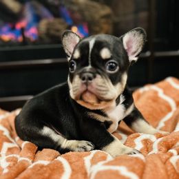 Bubba - Tricolors male French Bulldog puppy in Montrose, Colorado from San Juan Frenchies