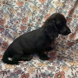 Girl 1 - Black female Dachshund puppy in Vinton, Iowa from Lerch Family Dachshunds
