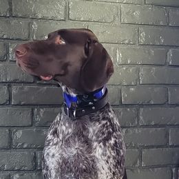 Dutchess - German Shorthaired Pointer