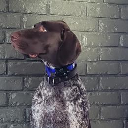 Dutchess - German Shorthaired Pointer
