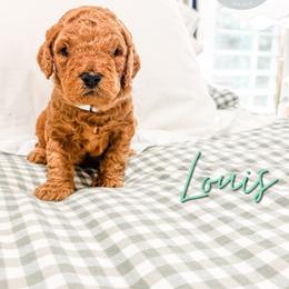 Louis - Red  male Goldendoodle puppy in Jacksonville, Florida from First Coast Goldendoodles