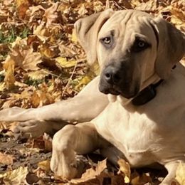 Black Mouth Curs from Sand Hill BMC Breeder