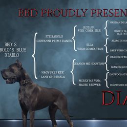 Great Danes from Babydoll Bullies & Danes