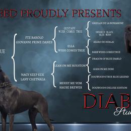 Great Danes from Babydoll Bullies & Danes