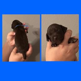 Bellatrix (blue) - Liver female German Shorthaired Pointer puppy in Marshfield, Missouri from Suma Kennels