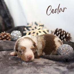 Cedar- RMM - Red merle male Miniature Australian Shepherd puppy in Nacogdoches, Texas from TK Standard, Mini, & Toy Aussies