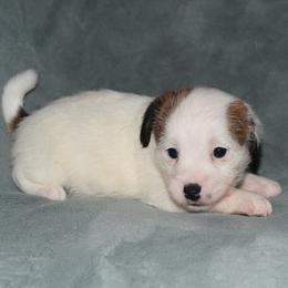 Sneak Girl 1 - White and tan female Russell Terrier puppy in Middletown, Virginia from DBF Russell Terriers