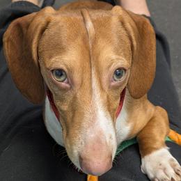 6 - Crimson Sands aka Frank - Red male Dachshund puppy in Central Point, Oregon from MRS Long Dog Ranch