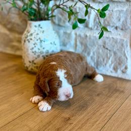 Ron - Red male Bernedoodle puppy in Spanish Fork, Utah from K Brand Doodles