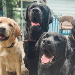 Labrador Retrievers from Earthsea Labradors