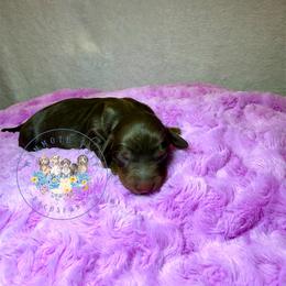 Olive - Chocolate and tan female Dachshund puppy in Cave City, Kentucky from Mammoth Cave Dachshunds