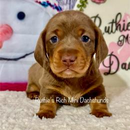 Boy 1 - Chocolate and tan male Dachshund puppy in Lakeland, Florida from Ruthie’s Rich Mini Dachshunds