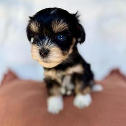 Camilla - Liver female Miniature Schnauzer puppy in La Mirada, California from SchnauzersRus