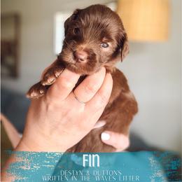 Fin - Chocolate male Goldendoodle puppy in Soddy Daisy, Tennessee from The W Doods