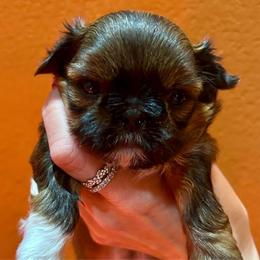 Tinkerbell - Red and white female Shih Tzu puppy in Nekoosa, Wisconsin from Brox Acres House of Fur LLC