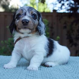 Ford - Dapple male Dachshund puppy in Mapleton, Utah from Utah County Dachshunds