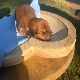 Billy - Red male Dachshund puppy in Bald Knob, Arkansas from Victoria’s Dachshunds