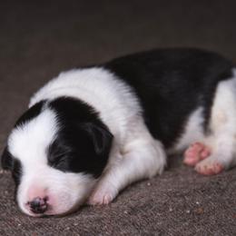 Alfalfa - Black and white male Border Collie puppy in Fresno, California from Alpine Tails